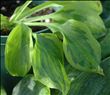 Hosta Tattoo